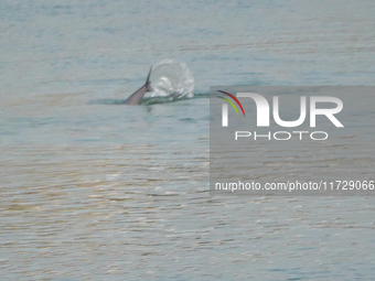 A Yangtze finless porpoise plays in the water downstream of Gezhouba No. 1 lock of the Yangtze River in Yichang, Hubei province, China, on N...