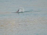 A Yangtze finless porpoise plays in the water downstream of Gezhouba No. 1 lock of the Yangtze River in Yichang, Hubei province, China, on N...