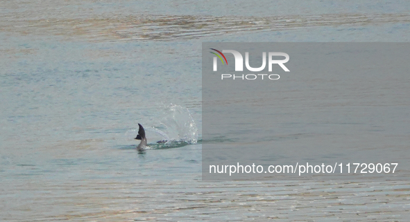 A Yangtze finless porpoise plays in the water downstream of Gezhouba No. 1 lock of the Yangtze River in Yichang, Hubei province, China, on N...