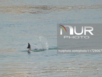 A Yangtze finless porpoise plays in the water downstream of Gezhouba No. 1 lock of the Yangtze River in Yichang, Hubei province, China, on N...