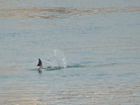 A Yangtze finless porpoise plays in the water downstream of Gezhouba No. 1 lock of the Yangtze River in Yichang, Hubei province, China, on N...