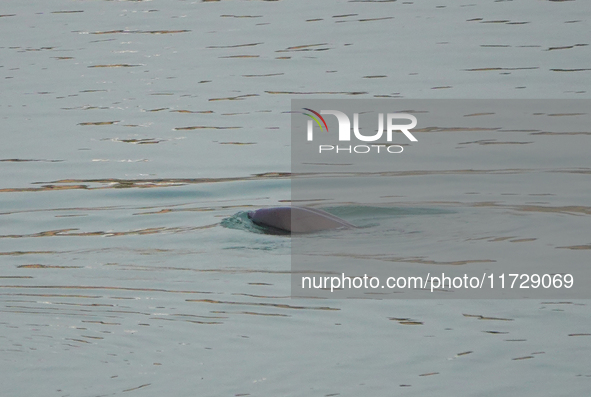 A Yangtze finless porpoise plays in the water downstream of Gezhouba No. 1 lock of the Yangtze River in Yichang, Hubei province, China, on N...