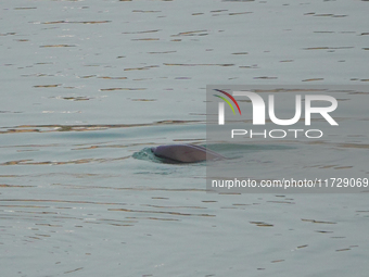 A Yangtze finless porpoise plays in the water downstream of Gezhouba No. 1 lock of the Yangtze River in Yichang, Hubei province, China, on N...