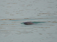 A Yangtze finless porpoise plays in the water downstream of Gezhouba No. 1 lock of the Yangtze River in Yichang, Hubei province, China, on N...