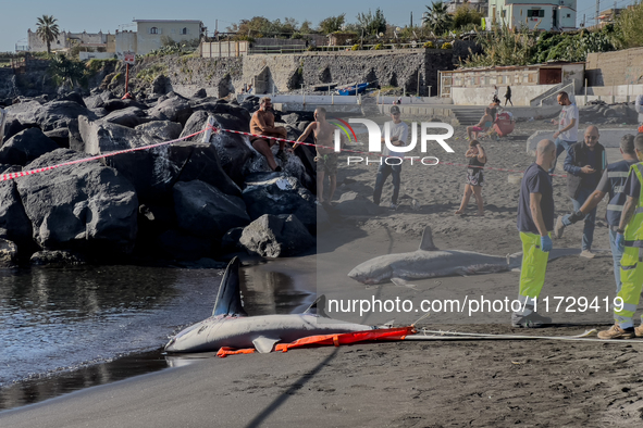 Two thresher shark specimens are found stranded and lifeless on the seashore near Lido La Scala in Torre del Greco, Naples, on November 1. C...