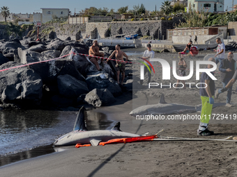 Two thresher shark specimens are found stranded and lifeless on the seashore near Lido La Scala in Torre del Greco, Naples, on November 1. C...