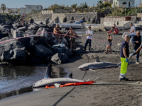 Two thresher shark specimens are found stranded and lifeless on the seashore near Lido La Scala in Torre del Greco, Naples, on November 1. C...