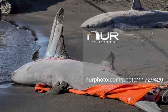 Two thresher shark specimens are found stranded and lifeless on the seashore near Lido La Scala in Torre del Greco, Naples, on November 1. C...