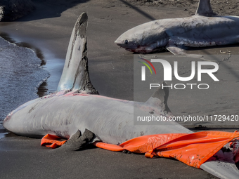 Two thresher shark specimens are found stranded and lifeless on the seashore near Lido La Scala in Torre del Greco, Naples, on November 1. C...