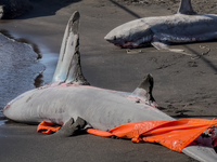 Two thresher shark specimens are found stranded and lifeless on the seashore near Lido La Scala in Torre del Greco, Naples, on November 1. C...