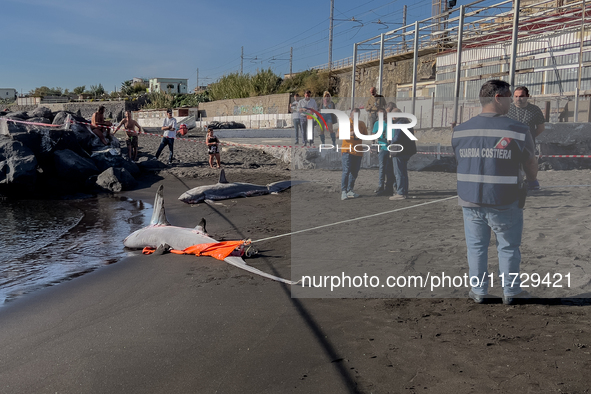 Two thresher shark specimens are found stranded and lifeless on the seashore near Lido La Scala in Torre del Greco, Naples, on November 1. C...