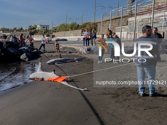 Two thresher shark specimens are found stranded and lifeless on the seashore near Lido La Scala in Torre del Greco, Naples, on November 1. C...