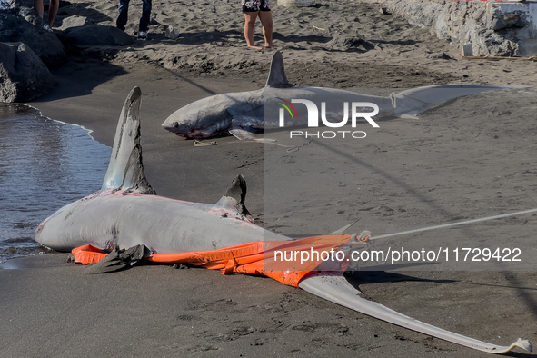 Two thresher shark specimens are found stranded and lifeless on the seashore near Lido La Scala in Torre del Greco, Naples, on November 1. C...