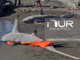 Two thresher shark specimens are found stranded and lifeless on the seashore near Lido La Scala in Torre del Greco, Naples, on November 1. C...