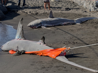 Two thresher shark specimens are found stranded and lifeless on the seashore near Lido La Scala in Torre del Greco, Naples, on November 1. C...