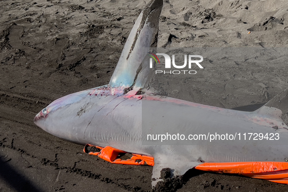 Two thresher shark specimens are found stranded and lifeless on the seashore near Lido La Scala in Torre del Greco, Naples, on November 1. C...