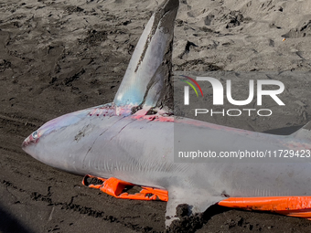 Two thresher shark specimens are found stranded and lifeless on the seashore near Lido La Scala in Torre del Greco, Naples, on November 1. C...