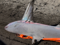 Two thresher shark specimens are found stranded and lifeless on the seashore near Lido La Scala in Torre del Greco, Naples, on November 1. C...