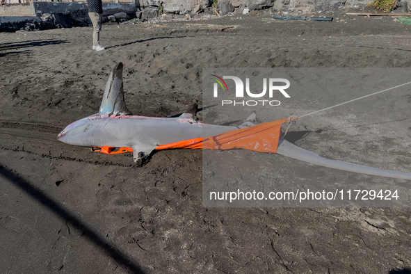 Two thresher shark specimens are found stranded and lifeless on the seashore near Lido La Scala in Torre del Greco, Naples, on November 1. C...