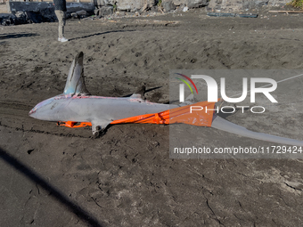 Two thresher shark specimens are found stranded and lifeless on the seashore near Lido La Scala in Torre del Greco, Naples, on November 1. C...