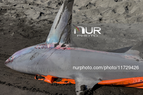 Two thresher shark specimens are found stranded and lifeless on the seashore near Lido La Scala in Torre del Greco, Naples, on November 1. C...