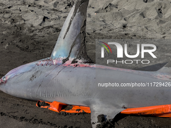 Two thresher shark specimens are found stranded and lifeless on the seashore near Lido La Scala in Torre del Greco, Naples, on November 1. C...