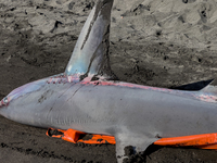 Two thresher shark specimens are found stranded and lifeless on the seashore near Lido La Scala in Torre del Greco, Naples, on November 1. C...