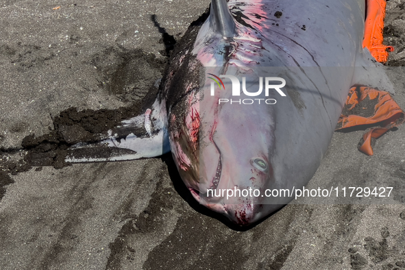 Two thresher shark specimens are found stranded and lifeless on the seashore near Lido La Scala in Torre del Greco, Naples, on November 1. C...