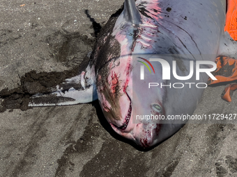 Two thresher shark specimens are found stranded and lifeless on the seashore near Lido La Scala in Torre del Greco, Naples, on November 1. C...