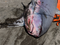 Two thresher shark specimens are found stranded and lifeless on the seashore near Lido La Scala in Torre del Greco, Naples, on November 1. C...