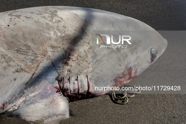 Two thresher shark specimens are found stranded and lifeless on the seashore near Lido La Scala in Torre del Greco, Naples, on November 1. C...