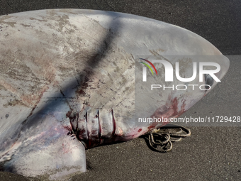 Two thresher shark specimens are found stranded and lifeless on the seashore near Lido La Scala in Torre del Greco, Naples, on November 1. C...