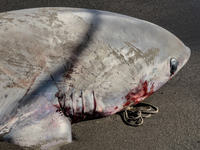 Two thresher shark specimens are found stranded and lifeless on the seashore near Lido La Scala in Torre del Greco, Naples, on November 1. C...