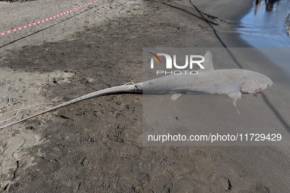 Two thresher shark specimens are found stranded and lifeless on the seashore near Lido La Scala in Torre del Greco, Naples, on November 1. C...