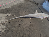 Two thresher shark specimens are found stranded and lifeless on the seashore near Lido La Scala in Torre del Greco, Naples, on November 1. C...