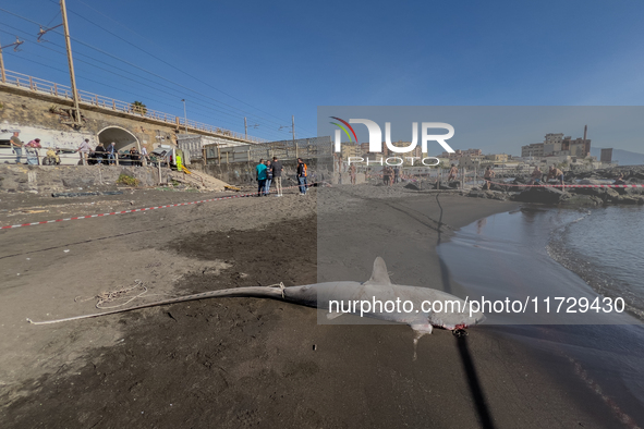 Two thresher shark specimens are found stranded and lifeless on the seashore near Lido La Scala in Torre del Greco, Naples, on November 1. C...