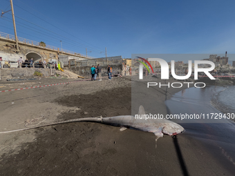 Two thresher shark specimens are found stranded and lifeless on the seashore near Lido La Scala in Torre del Greco, Naples, on November 1. C...