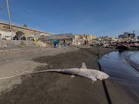 Two thresher shark specimens are found stranded and lifeless on the seashore near Lido La Scala in Torre del Greco, Naples, on November 1. C...