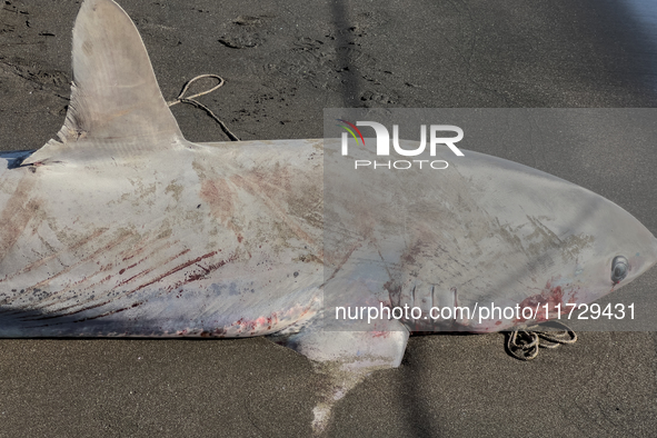 Two thresher shark specimens are found stranded and lifeless on the seashore near Lido La Scala in Torre del Greco, Naples, on November 1. C...