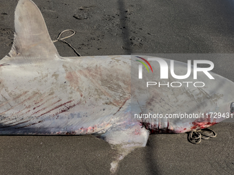 Two thresher shark specimens are found stranded and lifeless on the seashore near Lido La Scala in Torre del Greco, Naples, on November 1. C...