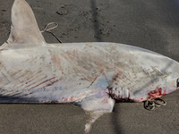 Two thresher shark specimens are found stranded and lifeless on the seashore near Lido La Scala in Torre del Greco, Naples, on November 1. C...