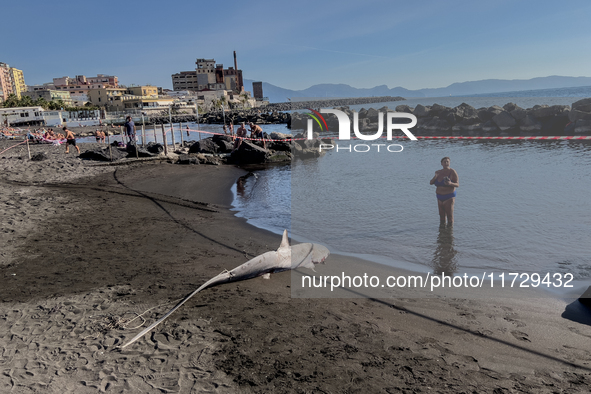 Two thresher shark specimens are found stranded and lifeless on the seashore near Lido La Scala in Torre del Greco, Naples, on November 1. C...