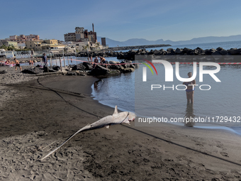 Two thresher shark specimens are found stranded and lifeless on the seashore near Lido La Scala in Torre del Greco, Naples, on November 1. C...