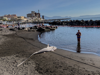 Two thresher shark specimens are found stranded and lifeless on the seashore near Lido La Scala in Torre del Greco, Naples, on November 1. C...