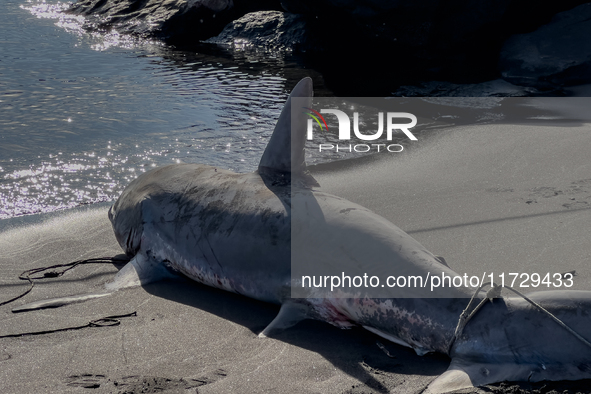 Two thresher shark specimens are found stranded and lifeless on the seashore near Lido La Scala in Torre del Greco, Naples, on November 1. C...