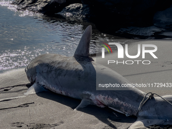 Two thresher shark specimens are found stranded and lifeless on the seashore near Lido La Scala in Torre del Greco, Naples, on November 1. C...