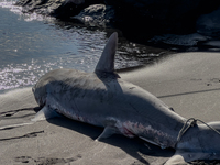 Two thresher shark specimens are found stranded and lifeless on the seashore near Lido La Scala in Torre del Greco, Naples, on November 1. C...