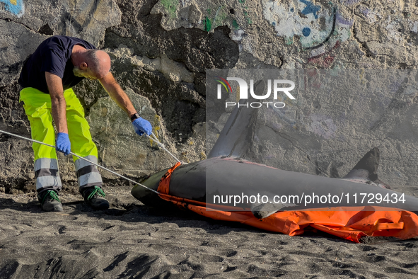 Two thresher shark specimens are found stranded and lifeless on the seashore near Lido La Scala in Torre del Greco, Naples, on November 1. C...