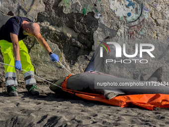 Two thresher shark specimens are found stranded and lifeless on the seashore near Lido La Scala in Torre del Greco, Naples, on November 1. C...