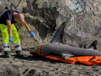 Two thresher shark specimens are found stranded and lifeless on the seashore near Lido La Scala in Torre del Greco, Naples, on November 1. C...